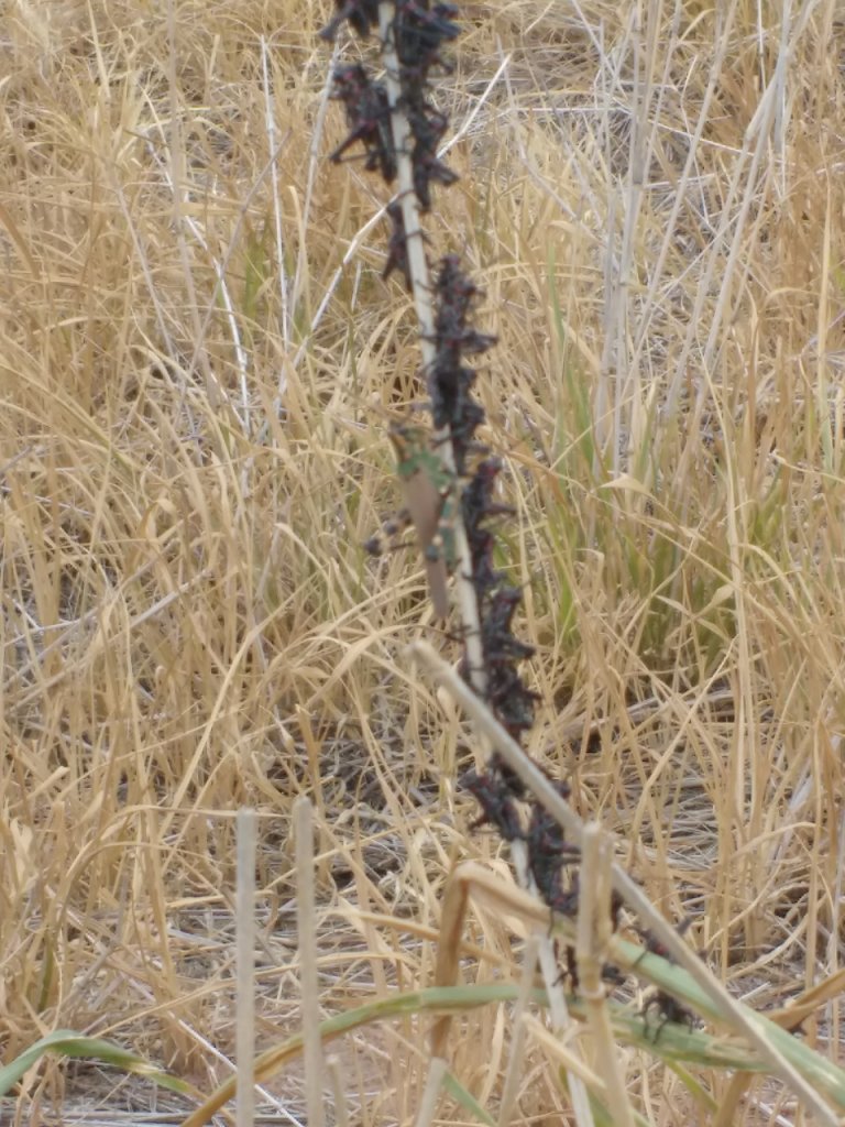 tucuras quebracheras planta