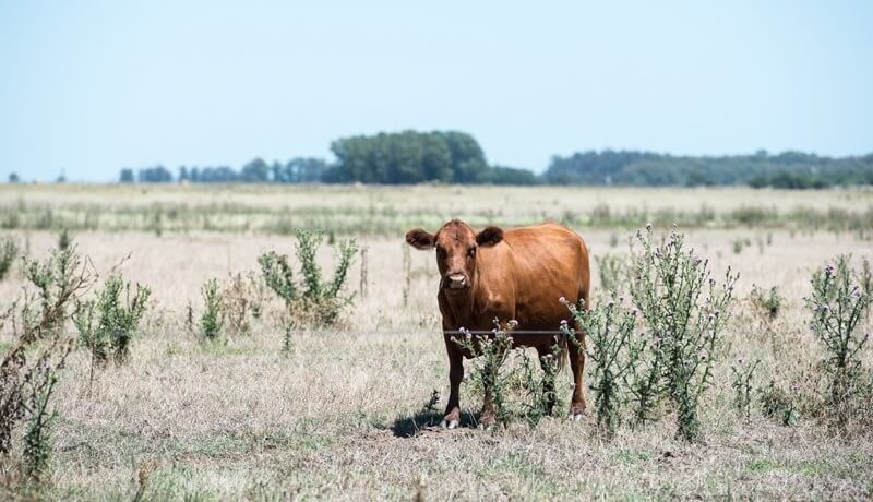 vaca sequía