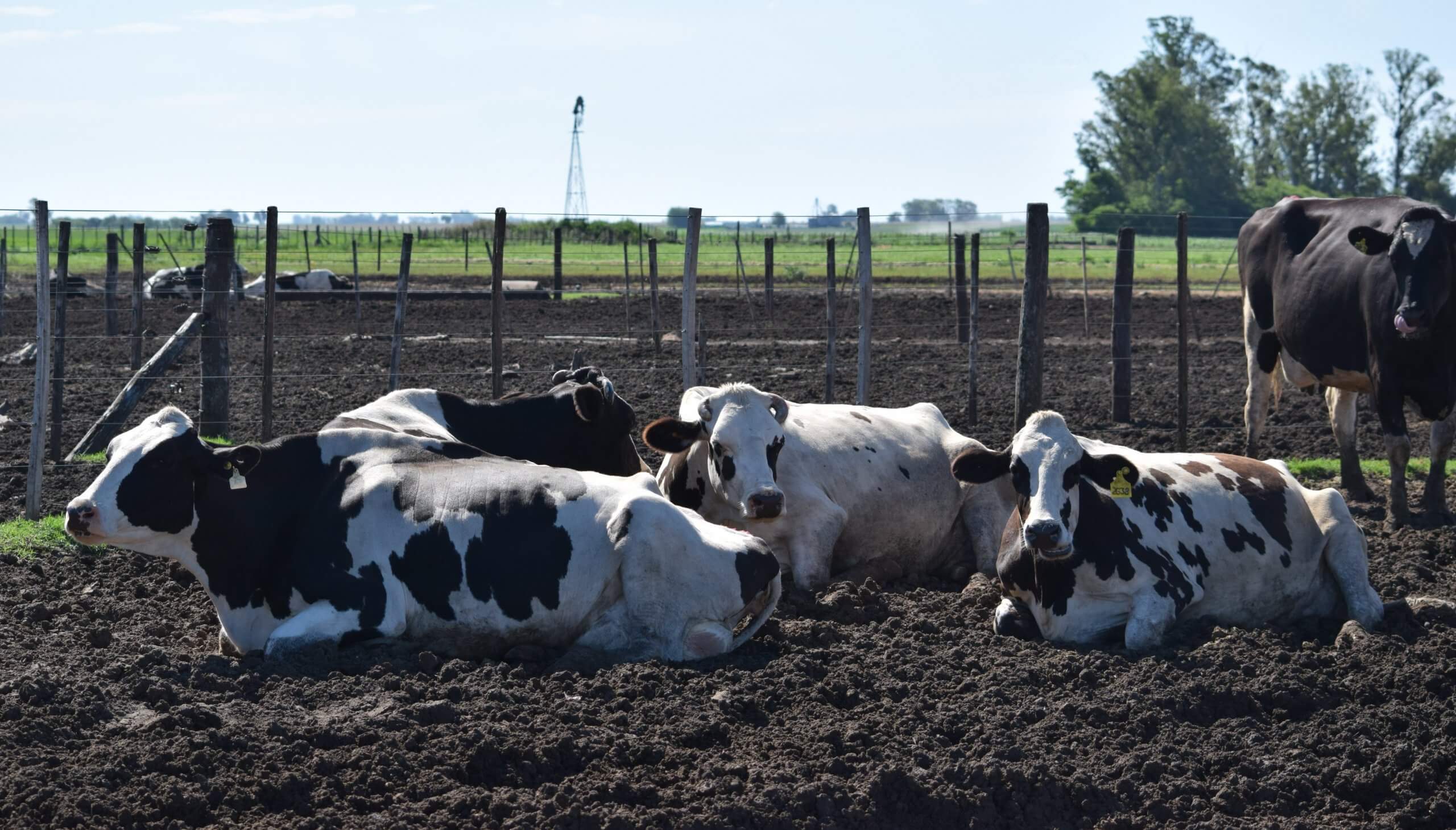 vacas tambo descanso scaled