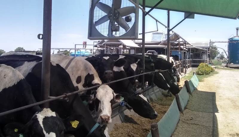 vacas tambo ventilador Inta