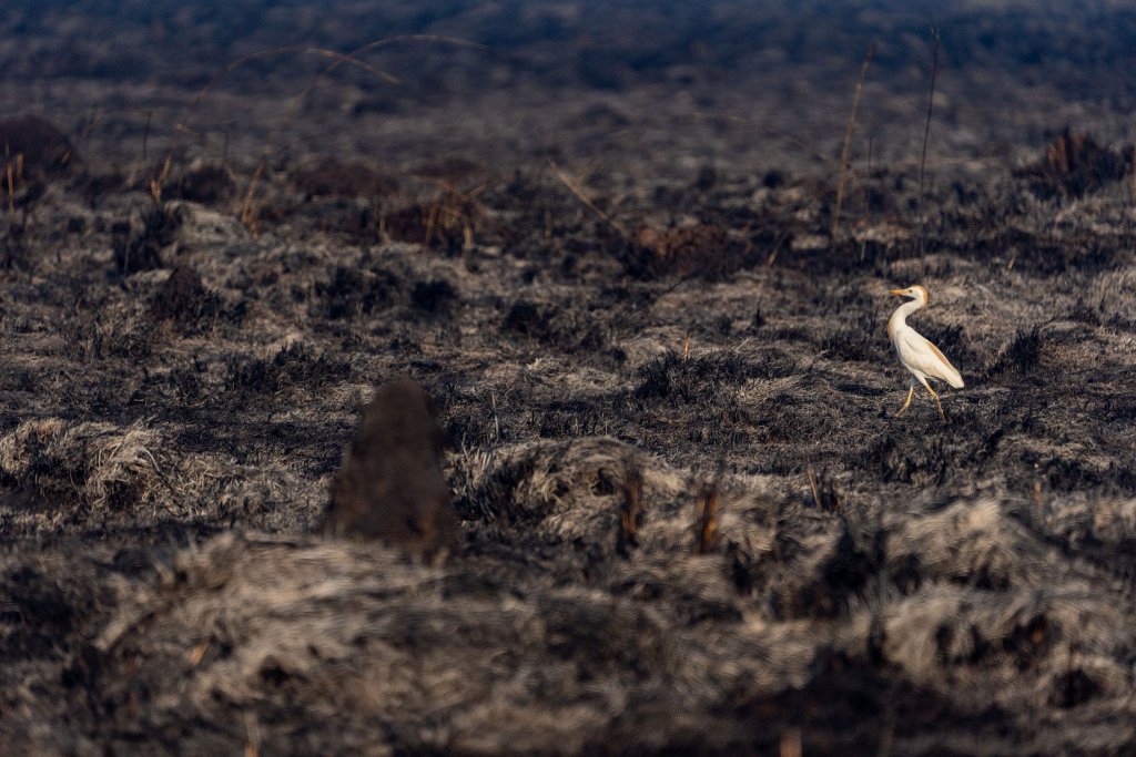 Incendios Iberá Yerbalito Matias Rebak Fundacion Rewilding Argentina 46