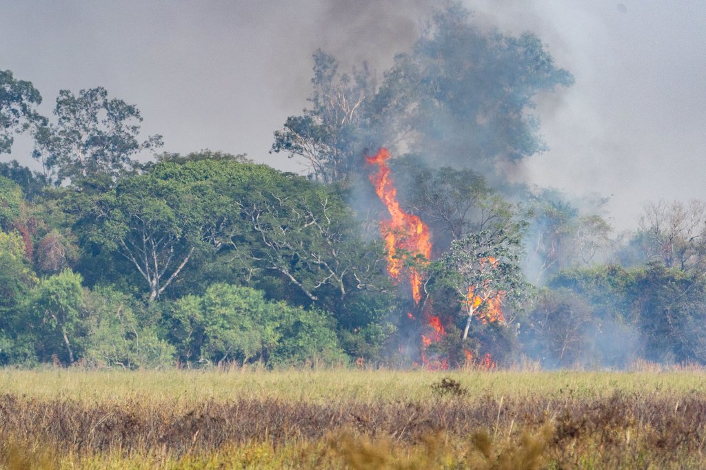 Incendios Iberá Yerbalito Matias Rebak Fundacion Rewilding Argentina 60