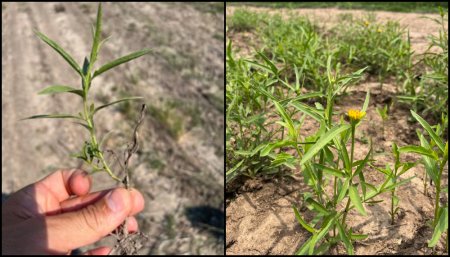 Malezas - Sunchillo - Ganaderia