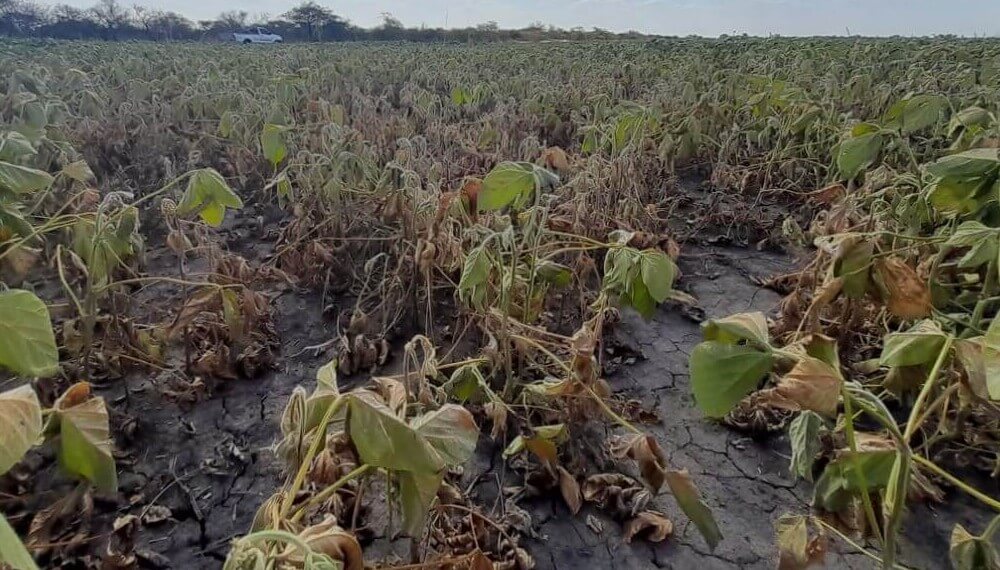 Lote de soja afectado por la sequia en Entre Rios