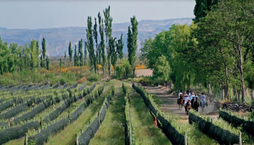 viñeados uvas orgánicos