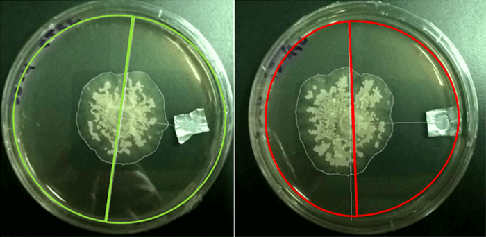 Hormigas Placa de Petri