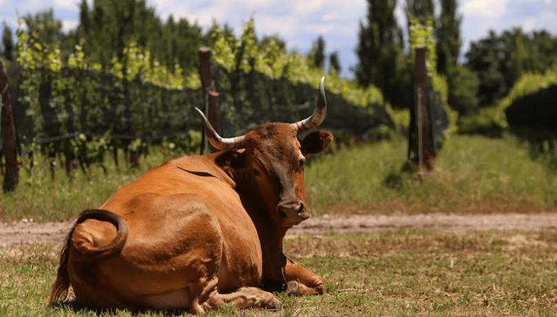 bodega biodinámica vaca