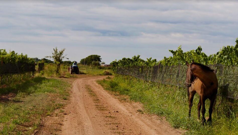 bodega biodinámica