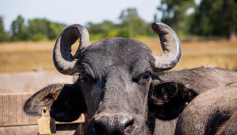 búfala la delfina