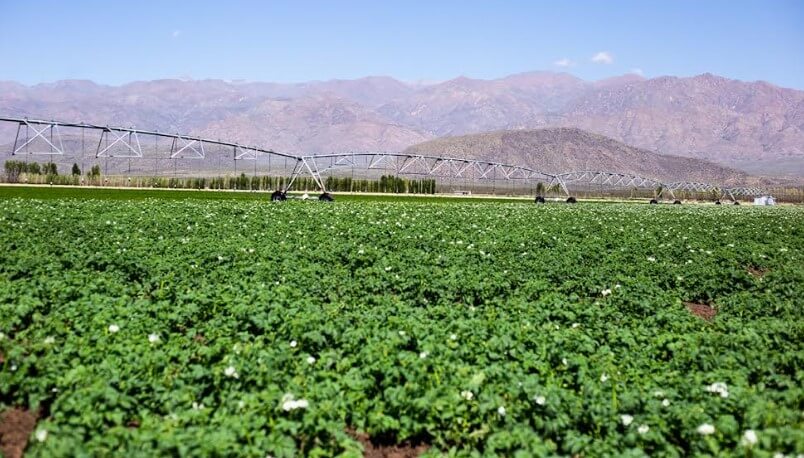 Mendoza sufre la peor crisis hídrica en 30 años: el riego, clave para ahorrar hasta 70% de agua 1 riego mendoza