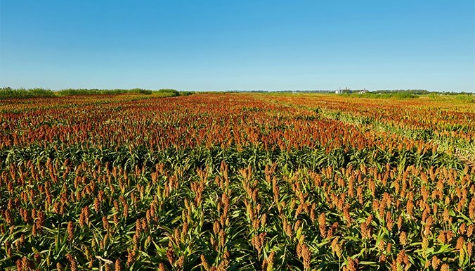 sorgo tobin