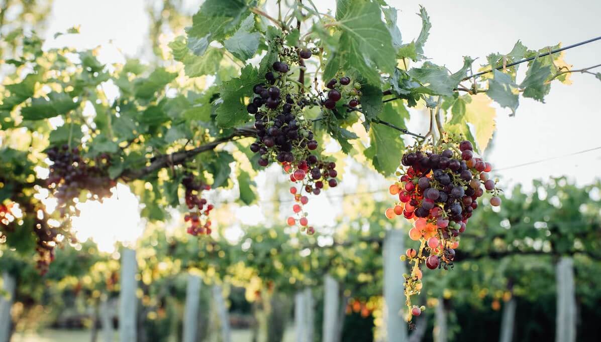 uvas colonia caroya