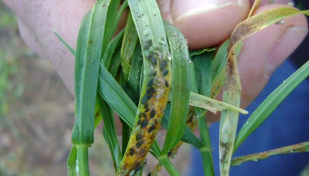 La sequía y la calidad: un muestreo de soja en la zona núcleo detectó hasta  80% de grano verde - Infocampo