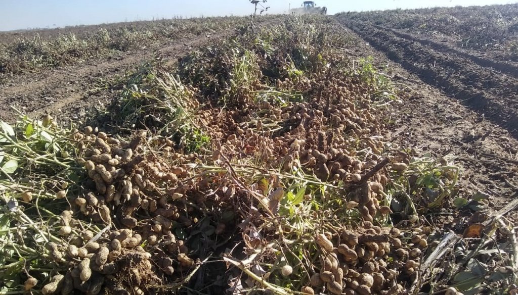 La Niña se “robó” de Córdoba 6,6 millones de toneladas 1 maní bccba