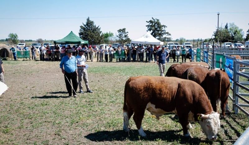 toros prueba patagonia