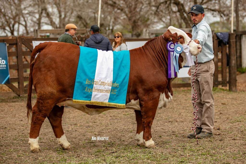 En los montes del norte cordobés, La Dominga cría un equipo de campeones Braford 1 braford reservada gran campeona la dominga