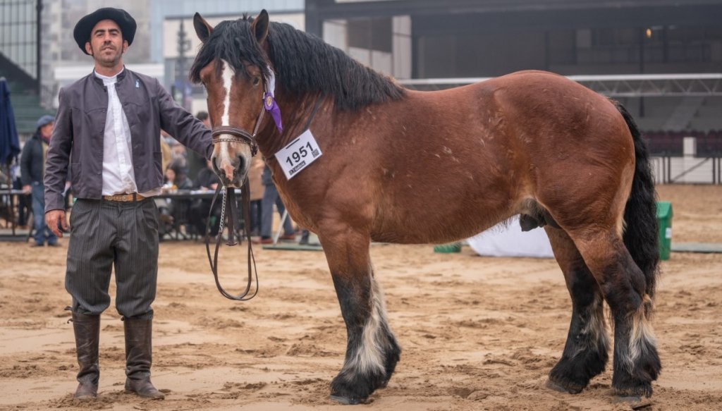 caballo ardenes