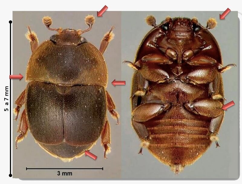 escarabajo colmena cómo es