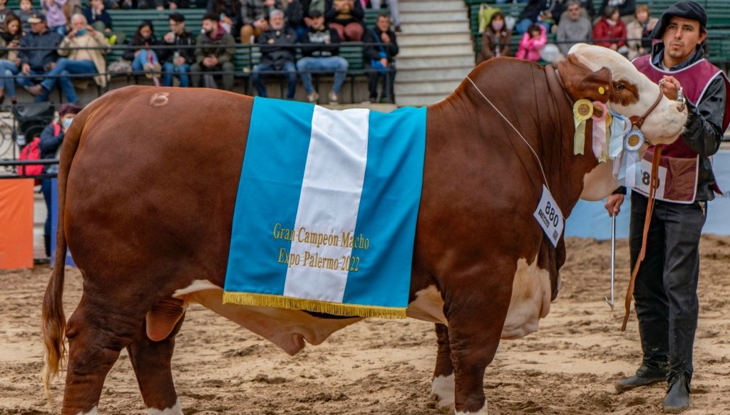 toro braford campeon palermo