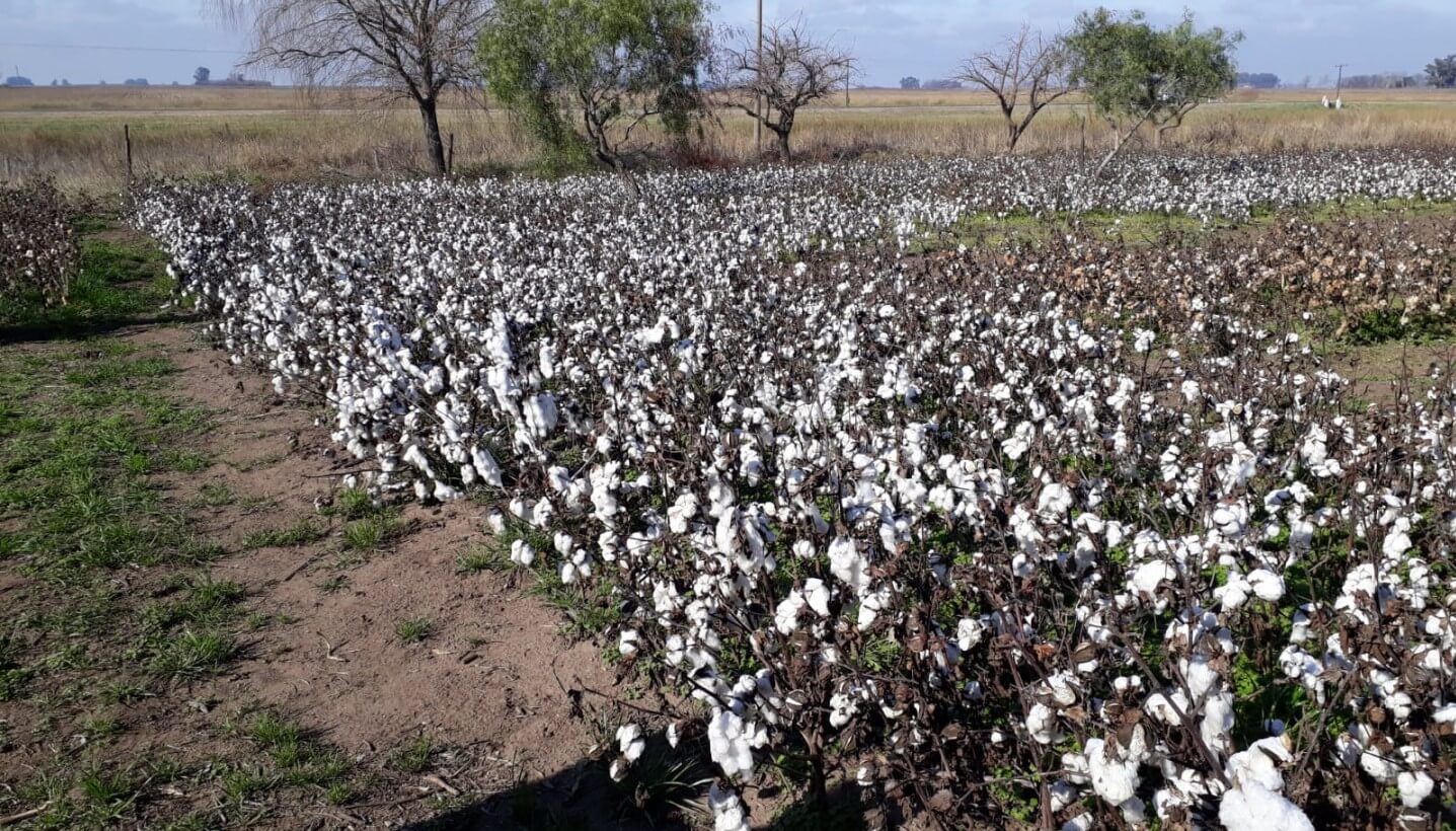 El algodón quiere desembarcar en Buenos Aires y ya previenen la llegada