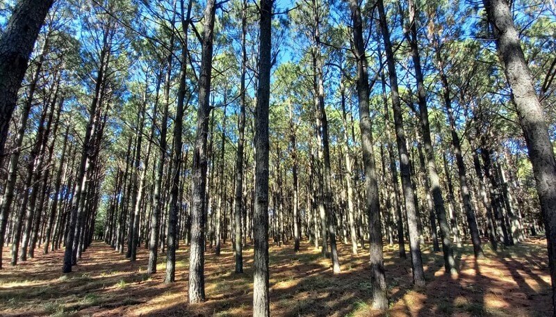 forestal bosque arboles inta