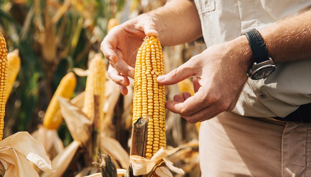 El “desafío maíz”: desde sembrarlo hasta definir en los mercados