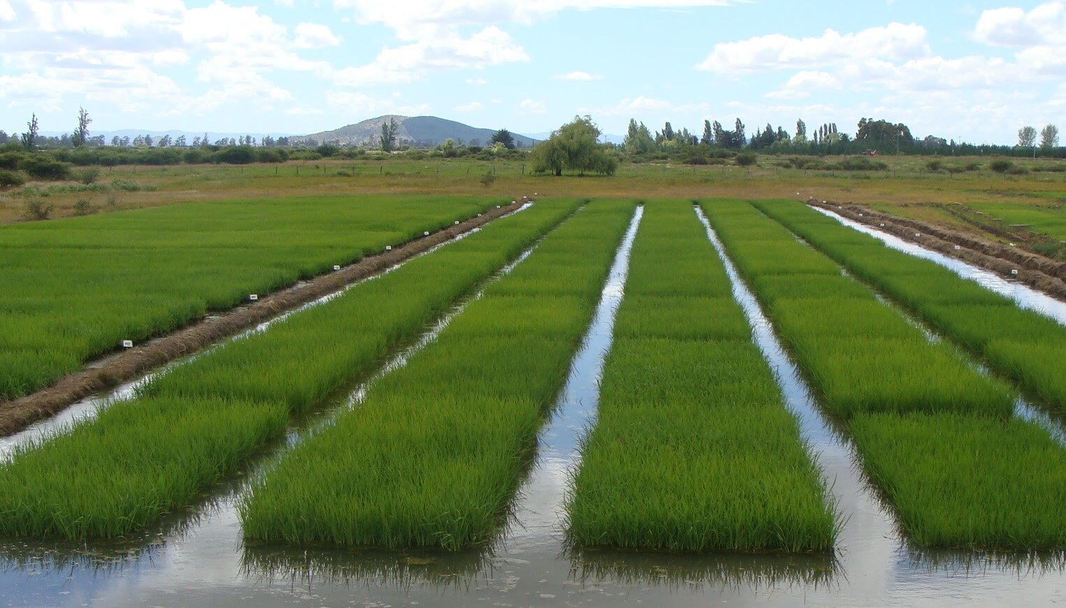 ¿Arroz al pie de las montañas?: huella hídrica en el futuro de éste cereal