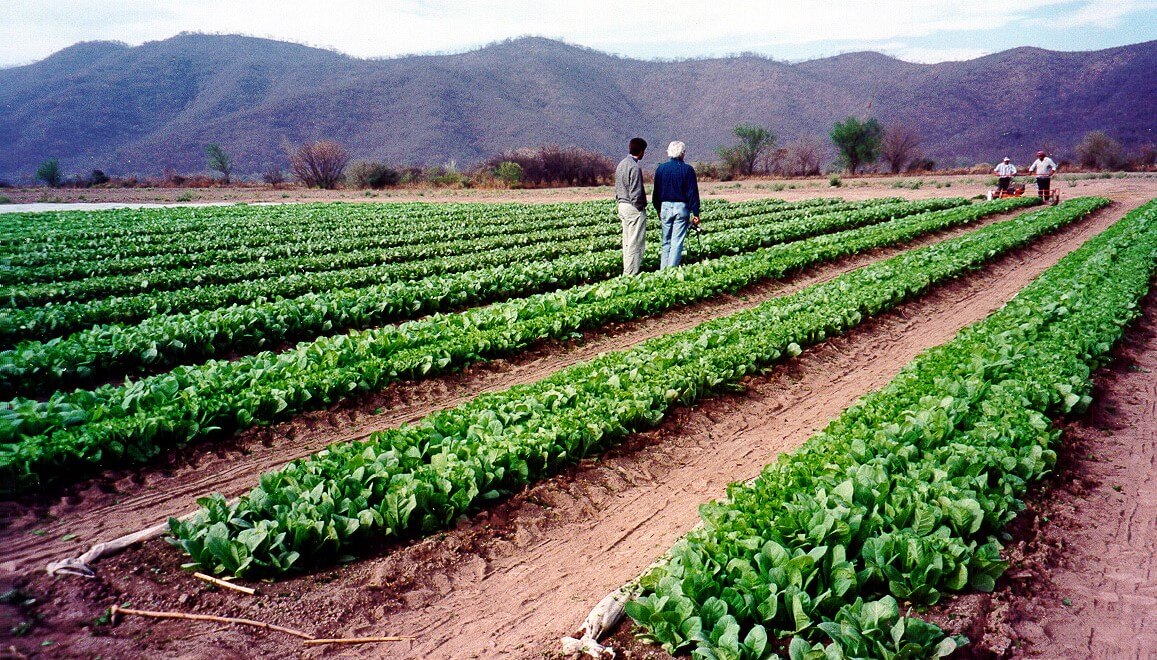 tabaco agricultura