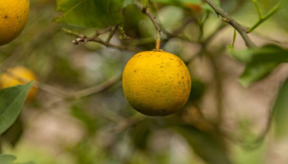 Naranja hlb infocampo