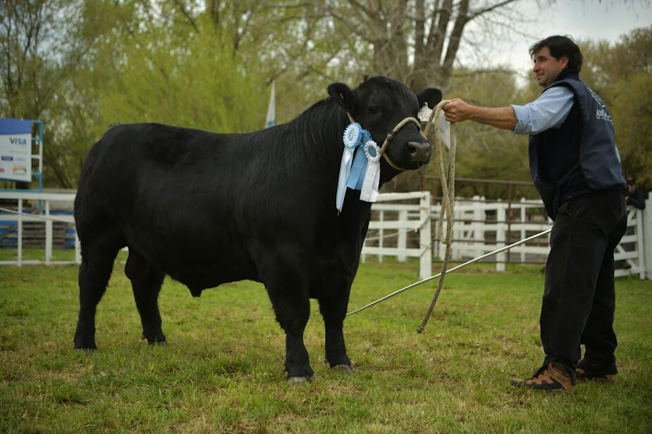 angus macho jura primavera