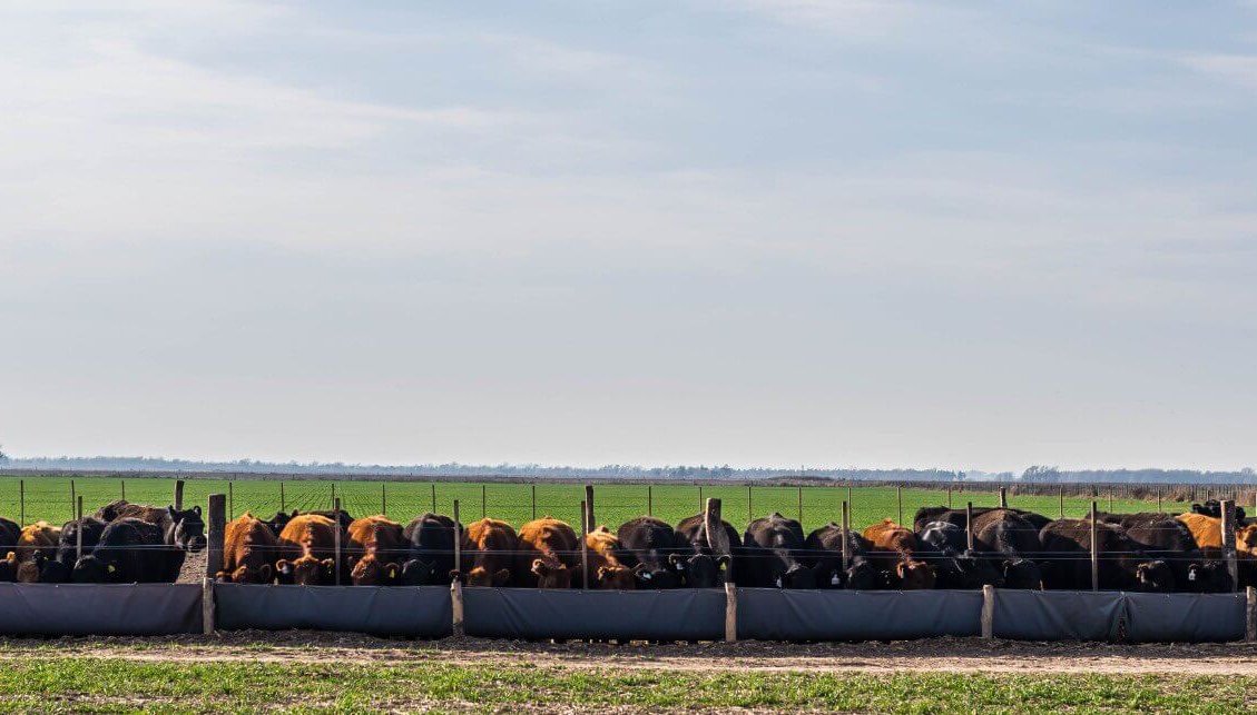 Alerta en la industria de alimentos balanceados: "Empezamos a entrar en default con los proveedores” 1 feedlot bio 5 e1663213316823