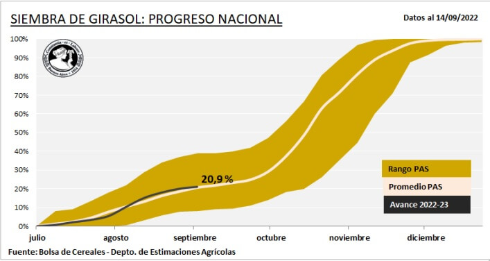 El clima eclipsa al girasol: la sequía frenó la siembra y hay lotes con daños por las heladas 1 girasol bcba