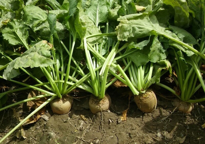 Fácil y sin muchos cuidados: cómo hacer remolacha, un cultivo ideal para sembrar en abril