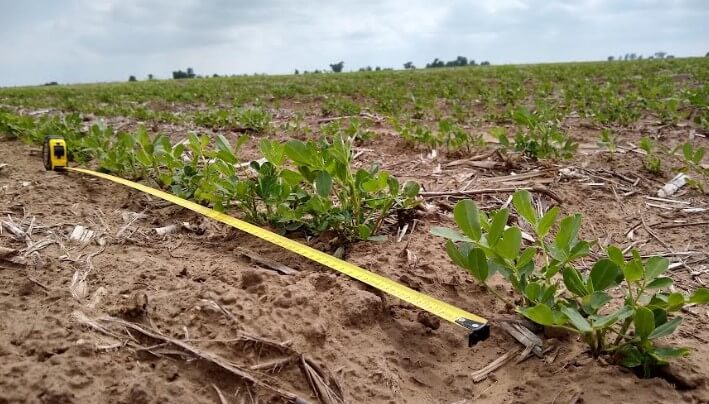 Ensayo de fertilización foliar: cómo lograr un aumento en el rendimiento de hasta 16,7% 2 mani brotando yara
