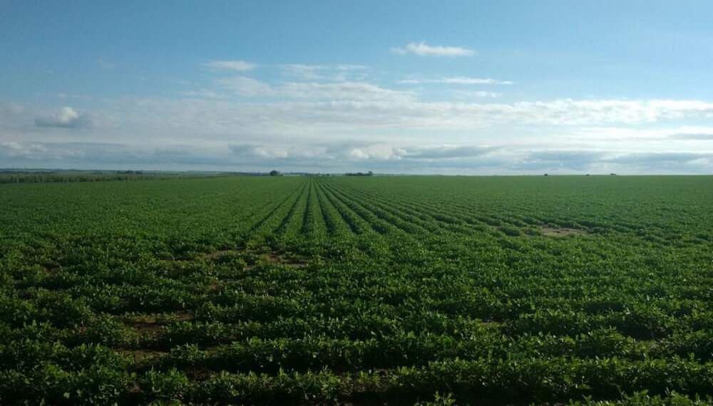Fertilizantes: "Los microgranulados le permiten al productor hacer una siembra mucho más eficiente" 1 mani sembrado rizobacter
