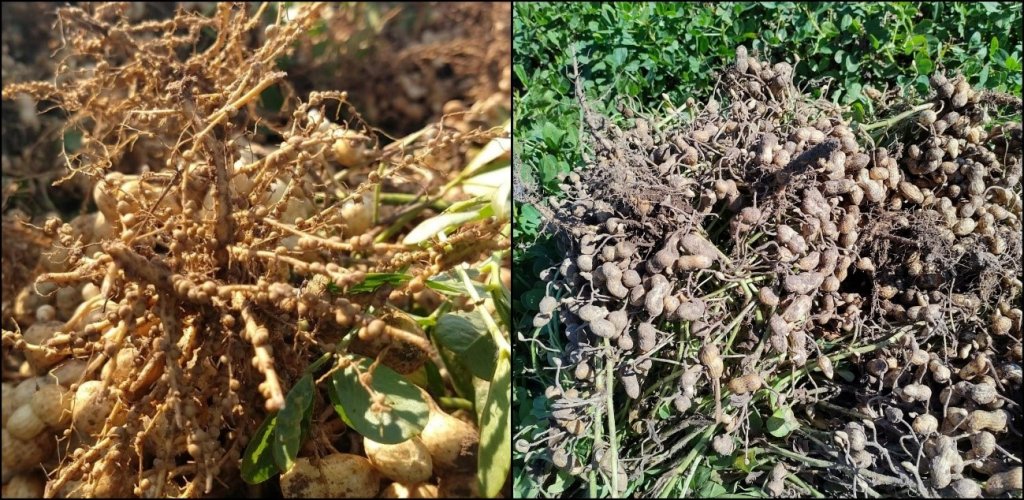 Con nutrición integral, un plus del 10% en la cosecha 1 manies compo