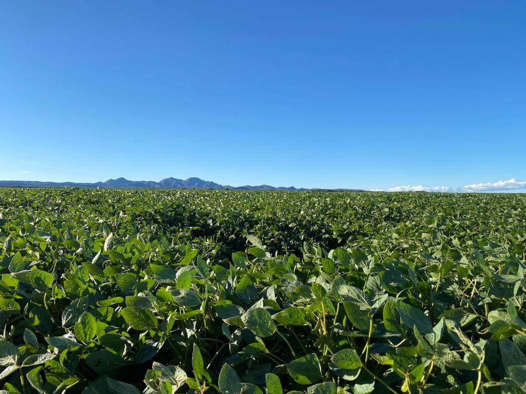 soja en pampa de pocho