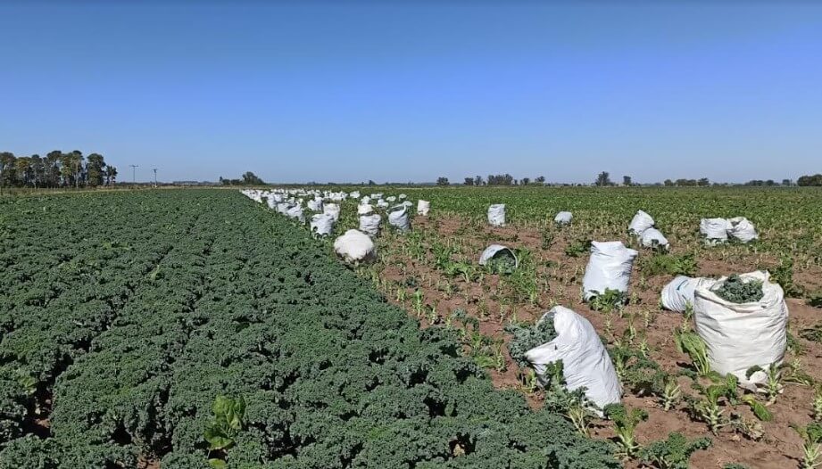 verduras horticultura