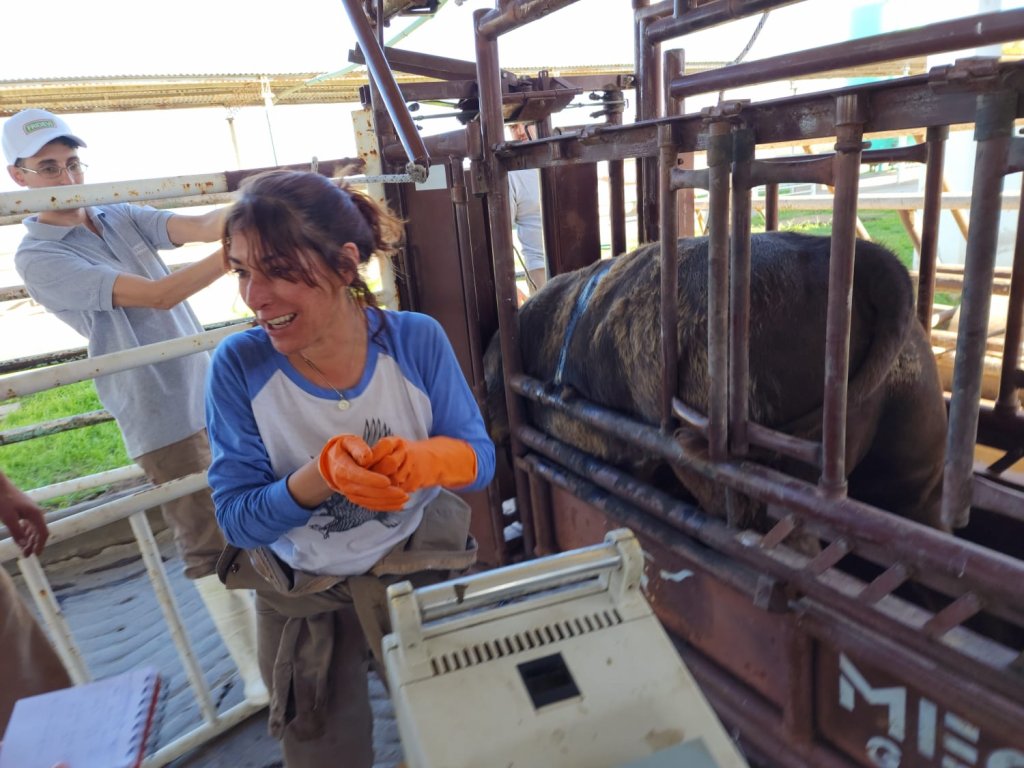 En el Block Test de ArgenCarne, los Angus demostraron su potencial carnicero 1 BK 2