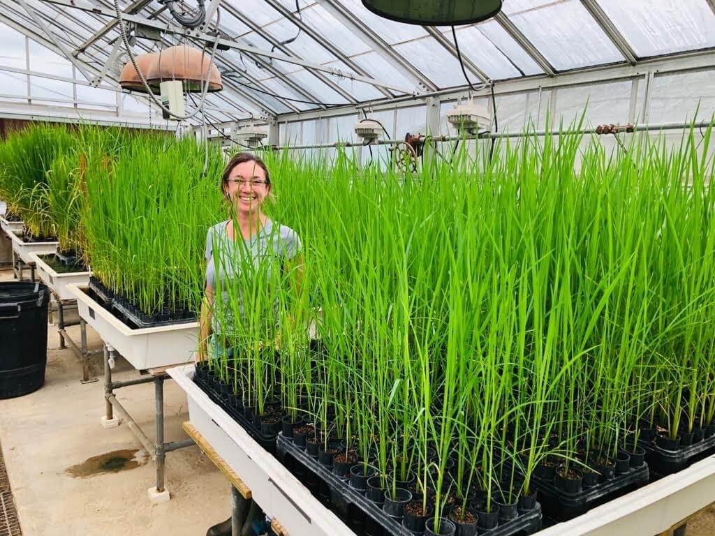 Guadalupe, la correntina que estudia en EE.UU. la genética del arroz para ayudar a África 5 MONTIEL en ensayos de arroz en EEUU 0