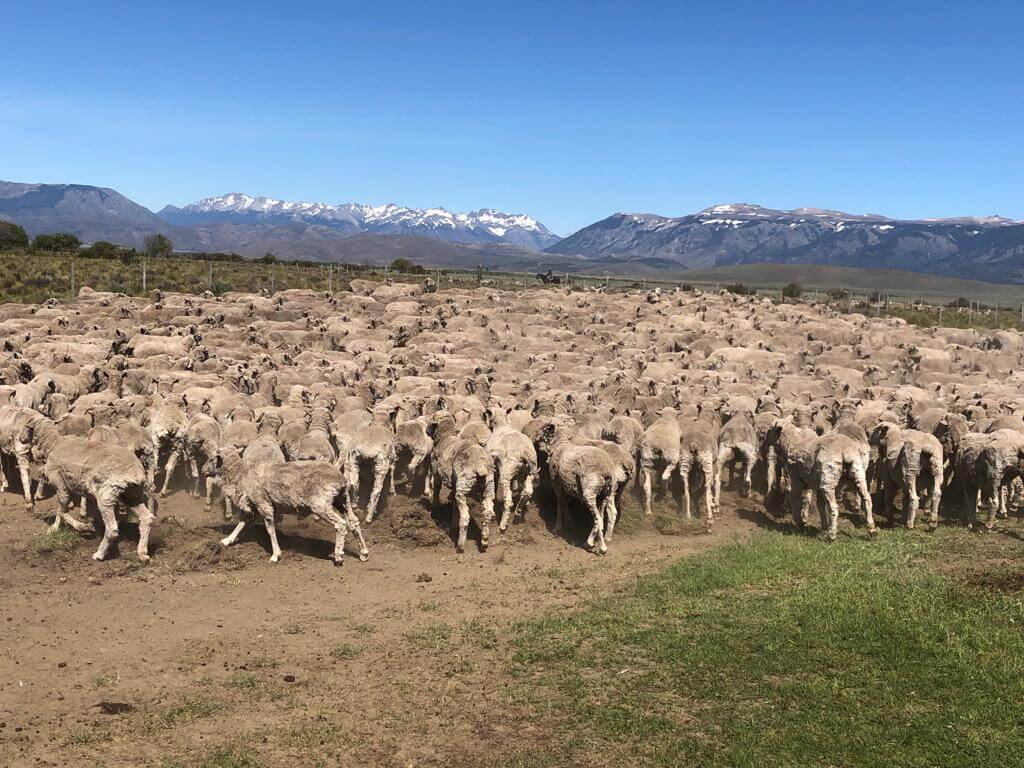 ovejas montana