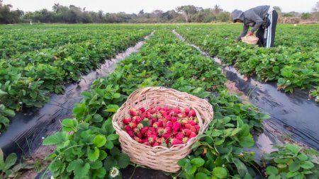 Coronda frutillas