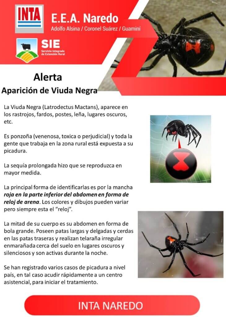 INTA Viuda negra