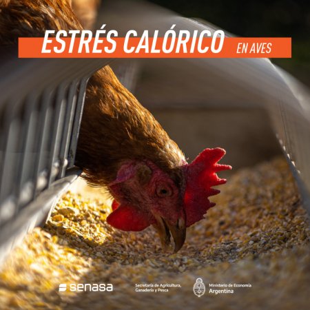 ¿Cómo proteger a las aves de granja de la ola de calor? 1 estres calorico en aves