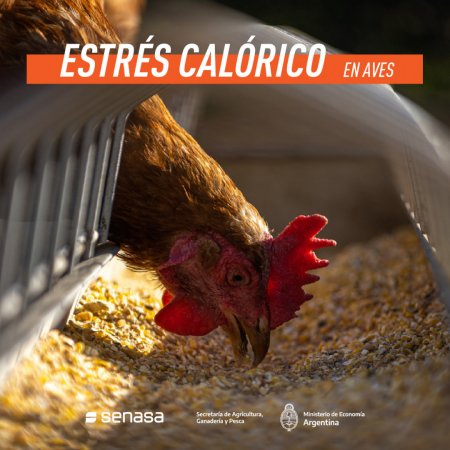 estres calorico en aves