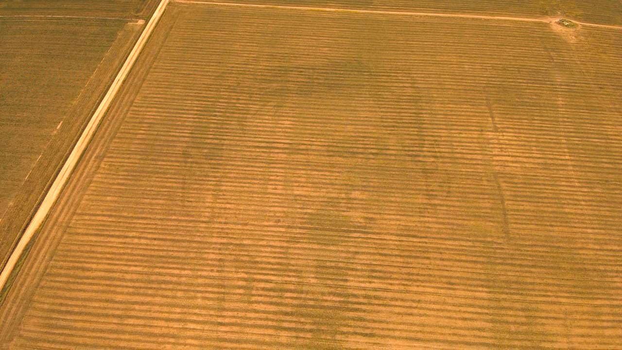 Siguen los festejos por el Mundial: ya asoman las primeras caras de Messi en los campos argentinos 2 messi otra cara
