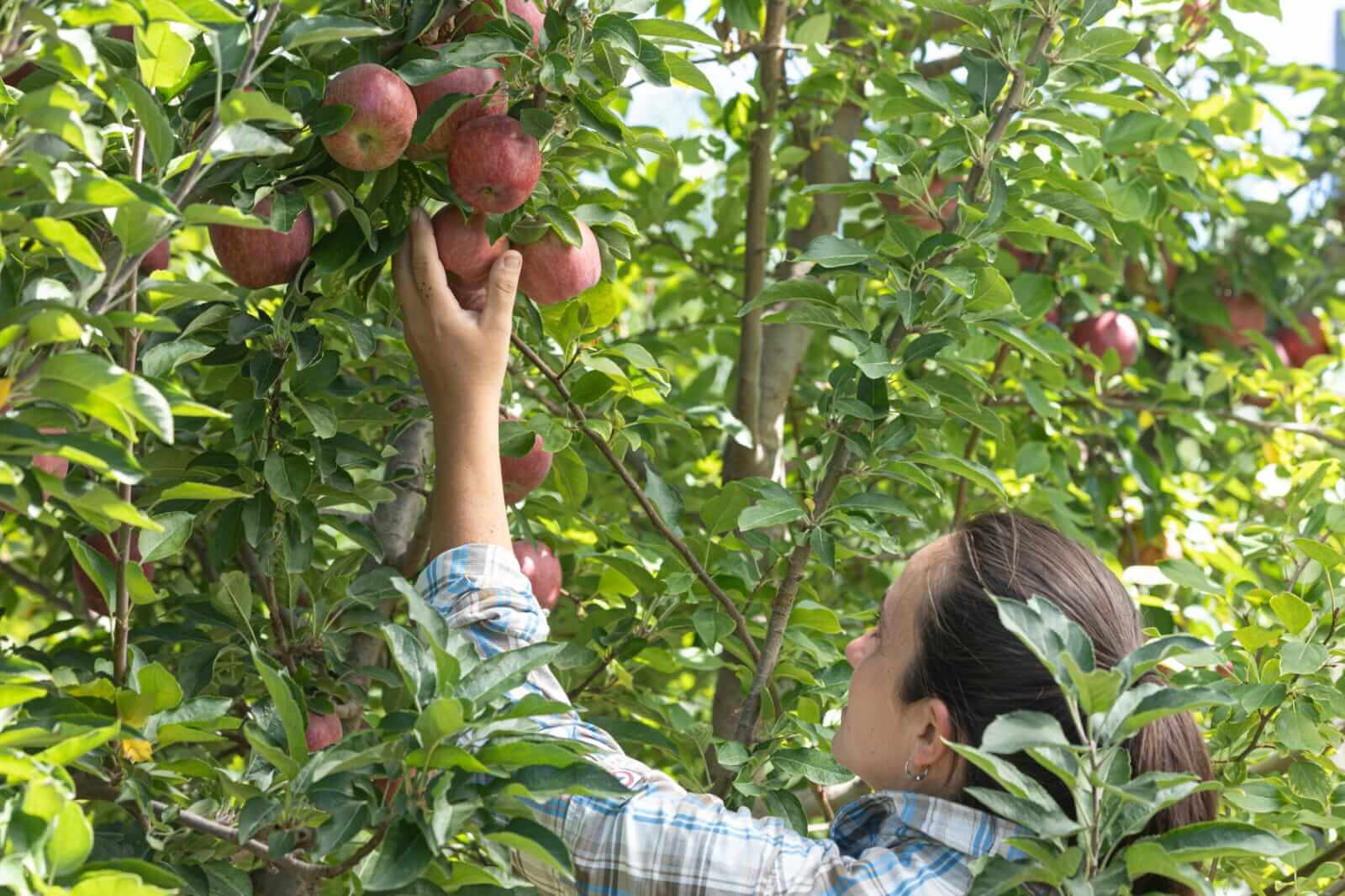 Laura y manzana02