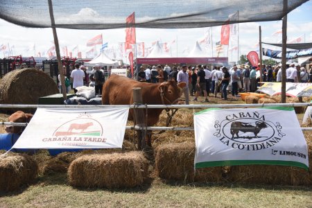 En medio de “fierros” y cultivos, los reproductores bovinos también marcarán su huella en Expoagro 5 Limousin