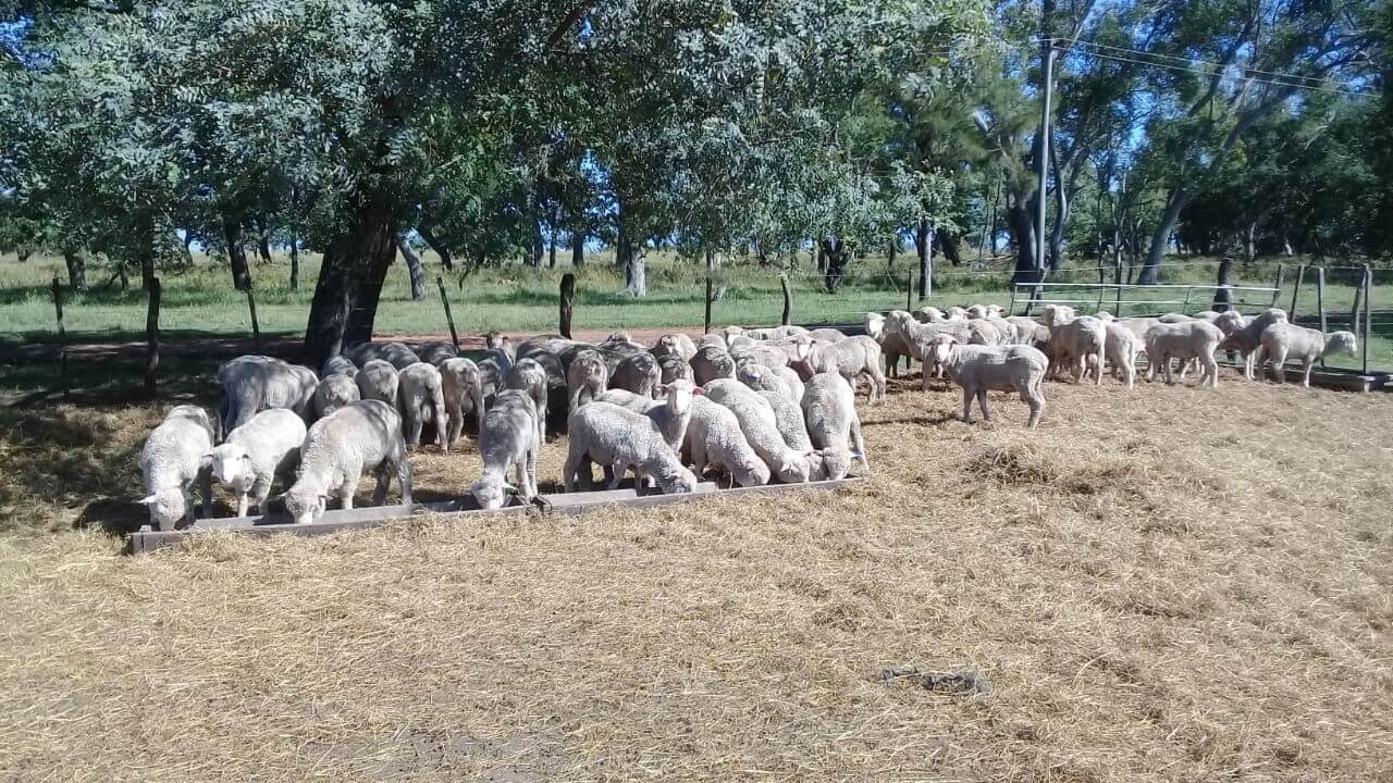 Ovinos INTA Corrientes 3 1