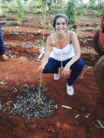 Emilia, una agrónoma "del mundo", con partida de nacimiento en Tucumán 3 Reforestacion en Jaboticabal Sao Paulo Brasil